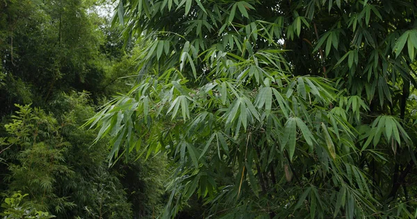 Arbre Végétal Vert Dans Forêt — Photo