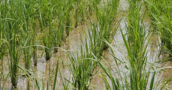 Рисовое Поле Пэдди Летом — стоковое фото