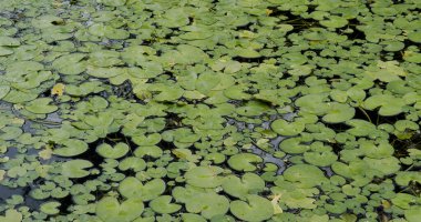 Yeşil izinli sulu su birikintisi