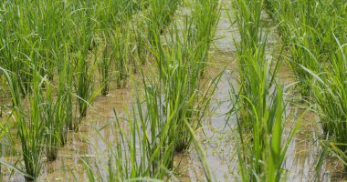 Yazın çeltik tarlası