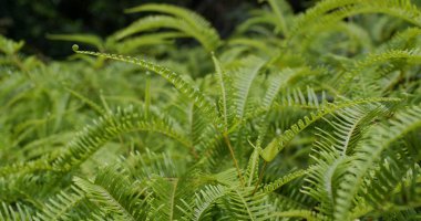Ormanda yeşil eğreltiotu bitkisi