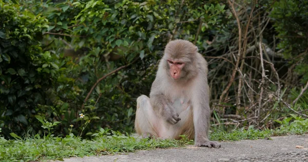 森の中の野生の猿 — ストック写真
