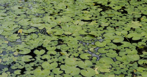 Yeşil izinli sulu su birikintisi