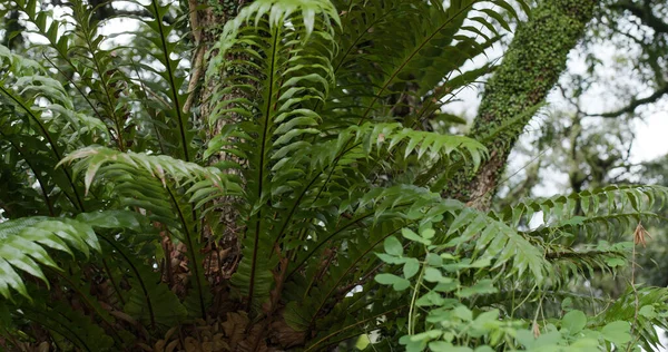 Grönt Träd Skogen — Stockfoto