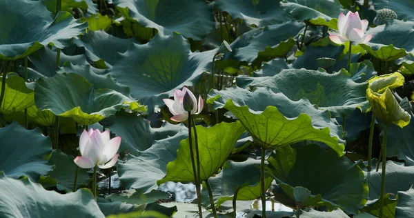 Цветок Лотоса Водном Пруду — стоковое фото