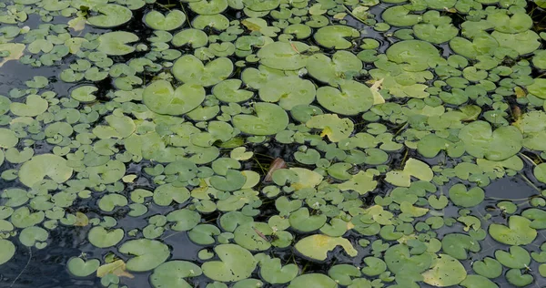 Loto Dejar Estanque Agua Jardín — Foto de Stock