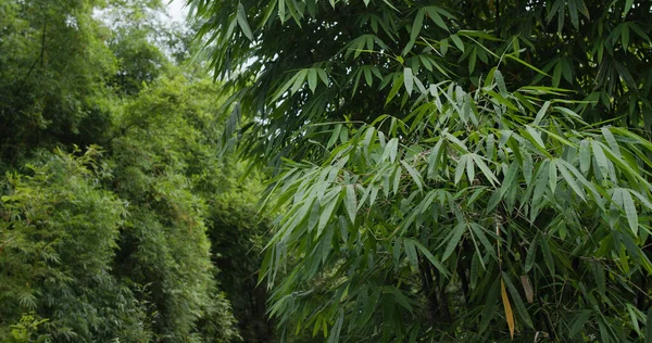 Planta Verde Árvore Floresta — Fotografia de Stock