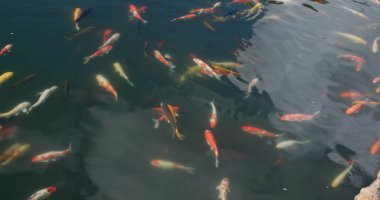 Koi balığı su birikintisinde yüzer