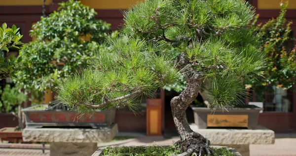 Традиционное Китайское Бонсай Дерево Саду — стоковое фото