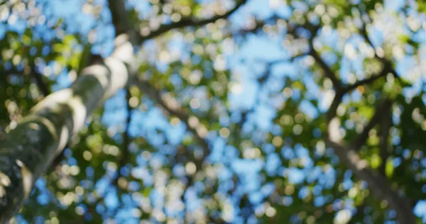 Blur View Green Tree Sunny Sky — Stock Photo, Image