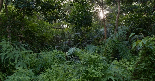 Güneş Işığı Ağaç Ormanlarından Geçer — Stok fotoğraf