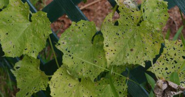 Böcekler tarafından yenen yeşil izin.