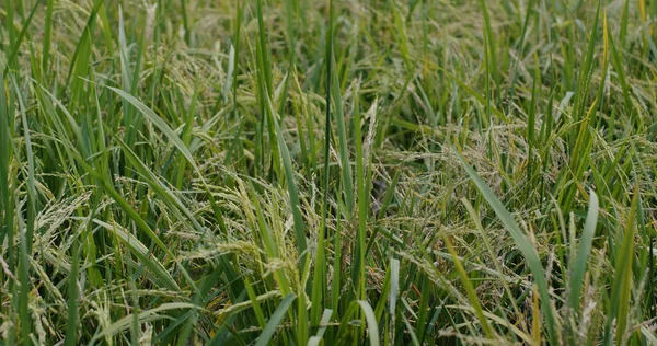 Зеленое Рисовое Поле — стоковое фото
