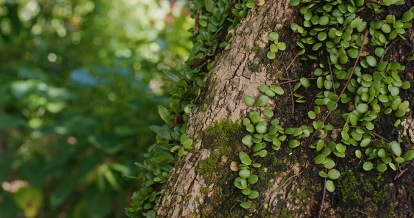 Close Tree Trunk Vine — Stock Photo, Image