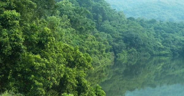 Bosco Verde Con Riflesso Del Lago Fluviale — Foto Stock