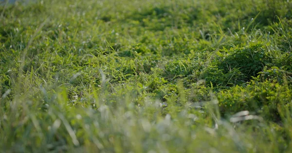 Groene Plantenweide Gazon Bij Openlucht — Stockfoto