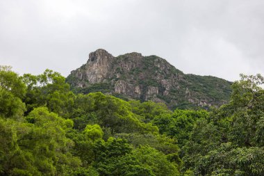 Hong Kong aslan dağı.