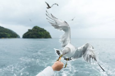 Feeding seagulls at ocean coast with clear sky view