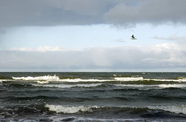 Olas Orilla Del Mar Albatros Antes Tormenta — Foto de Stock