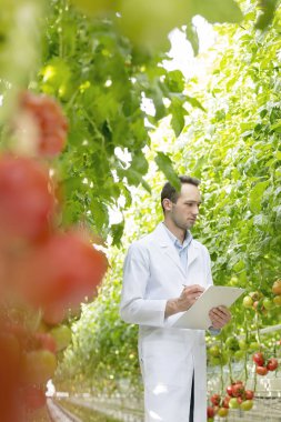Genç bilim adamı sera domateslere teftiş sırasında panosuna yazma