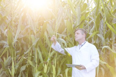 Bitkileri çiftliğinde inceliyor dijital tablet ile olgun bilim adamı