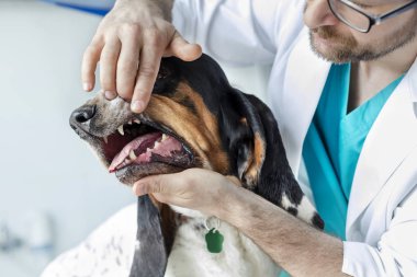 Veteriner kliniğinde köpeğin dişlerini inceleyen doktor yakın çekim