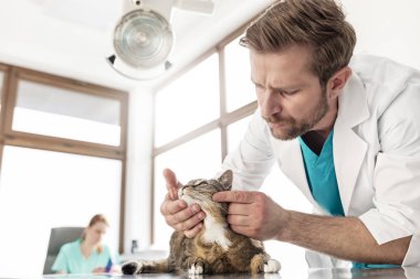 Doktor veteriner kliniğinde masada kedi muayene