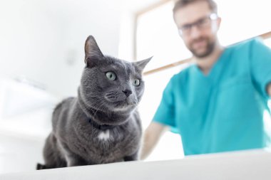 Doktor veteriner kliniğinde yatakta Rus Mavi kedi bakıyor