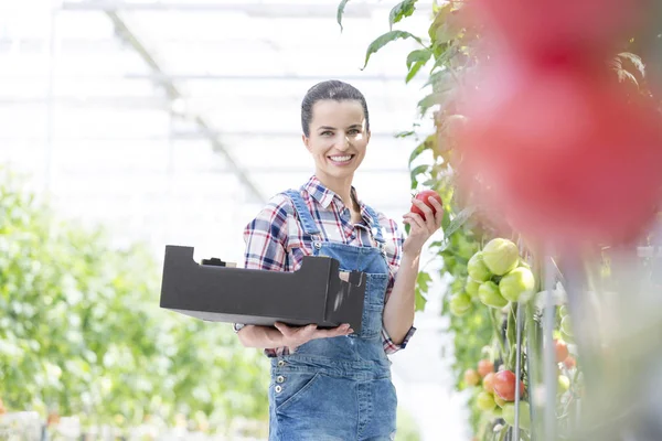 Retrato Mulher Sorridente Segurando Caixa Tomate Por Plantas Estufa — Fotografia de Stock