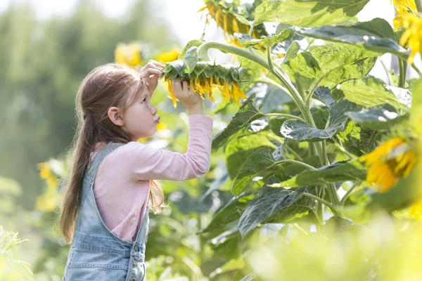 Cute Girl Gry Słonecznika Rośnie Gospodarstwie — Zdjęcie stockowe