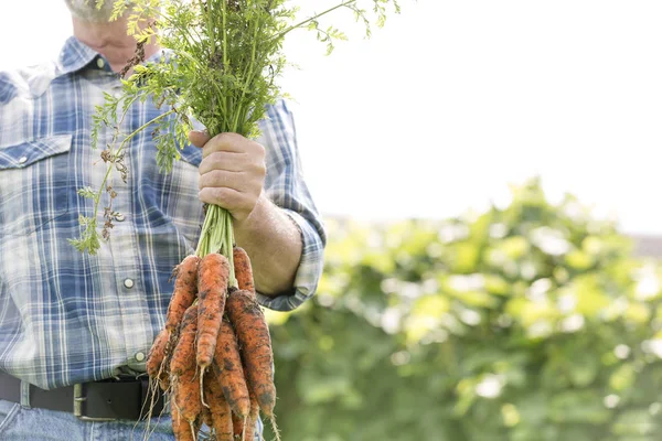 Milieu Exploitation Agricole Légumes Biologiques Frais Ferme — Photo