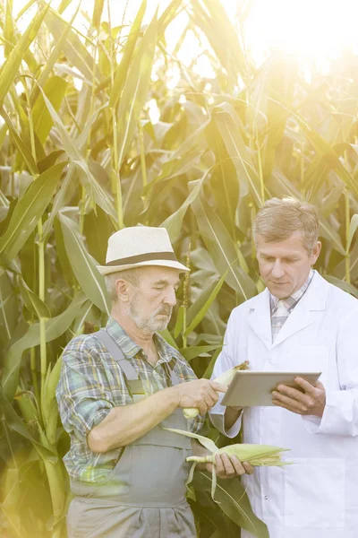 Agricoltore Discutere Con Scienziato Tablet Digitale Contro Colture Mais Azienda — Foto Stock