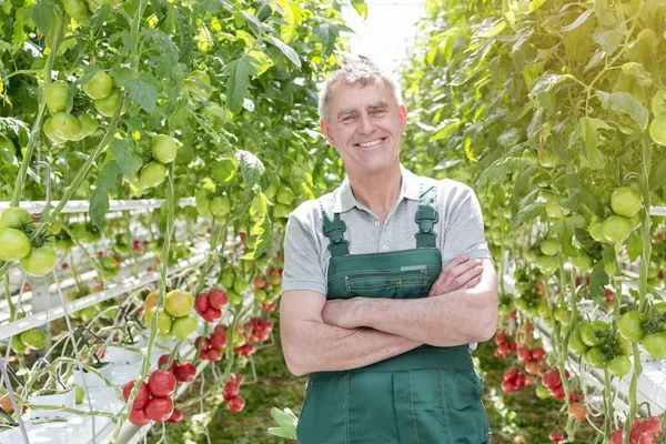 Smiling Gardener Standing Arms Crossed Greenhouse — Stock Photo, Image