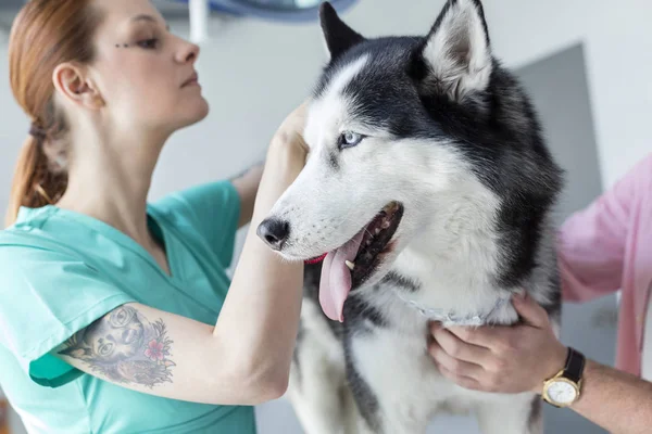 Doctor Examining Siberian Husky Veterinary Clinic — Stock Photo, Image