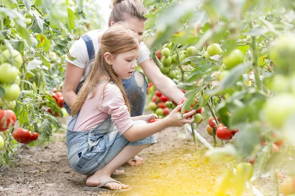 Mãe Filha Colhendo Tomates Frescos Fazenda — Fotografia de Stock
