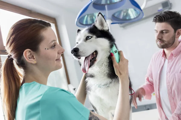 Dokter Onderzoekt Husky Hond Terwijl Eigenaar Staande Veterinaire Kliniek — Stockfoto