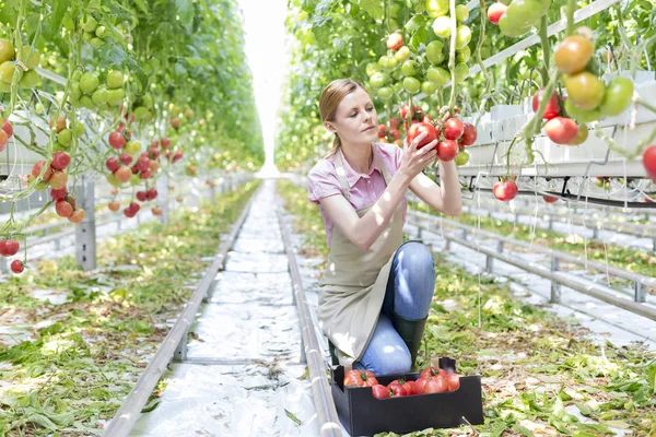 Young Gardener Examining Fresh Tomatoes Greenhouse — Stock Photo, Image