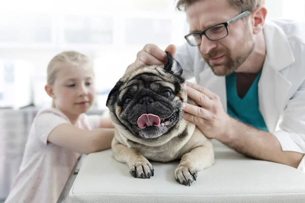 Doctor Examining Pug Ear Girl Standing Veterinary Clinic — Stock Photo, Image
