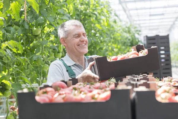 Smilende Senior Landmand Stabling Tomat Kasser Drivhus - Stock-foto