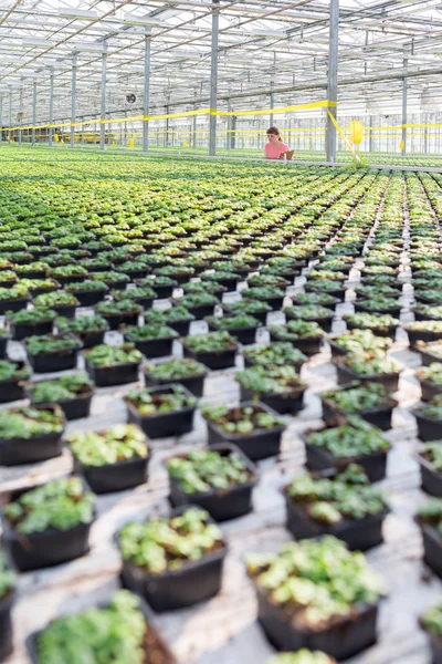 Fêmea Botânica Trabalhando Viveiro Plantas — Fotografia de Stock