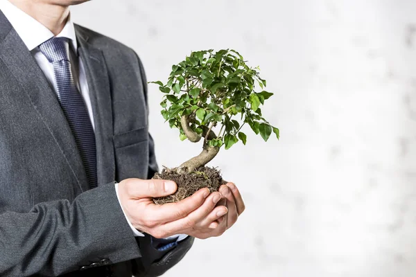 Midsection Empresário Segurando Planta Contra Parede Branca Escritório — Fotografia de Stock