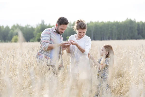 Familie Begutachtet Weizenernte Auf Bauernhof — Stockfoto