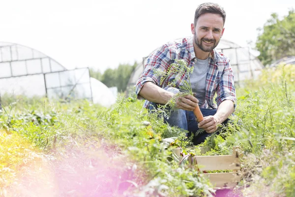 Porträt Eines Lächelnden Mannes Beim Karottenernten Auf Einem Bauernhof — Stockfoto