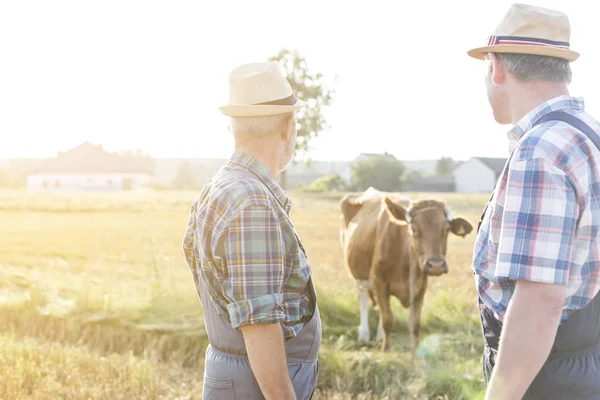 Rolników Patrząc Krowy Pole Gospodarstwie — Zdjęcie stockowe