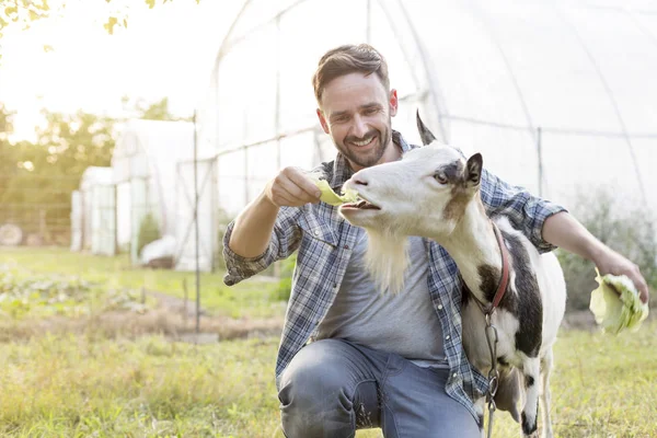 農家でヤギにキャベツを供給する大人の男性を笑顔 — ストック写真
