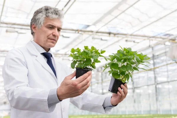 Bioquímico Masculino Maduro Examinando Plántulas Vivero Plantas —  Fotos de Stock