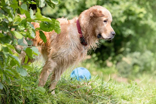 公园草地上的金毛猎犬侧视图 — 图库照片