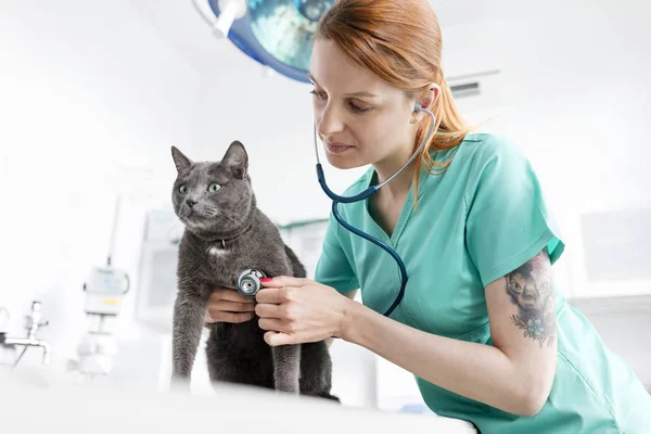 Médecin Examinant Chat Avec Stéthoscope Clinique Vétérinaire — Photo