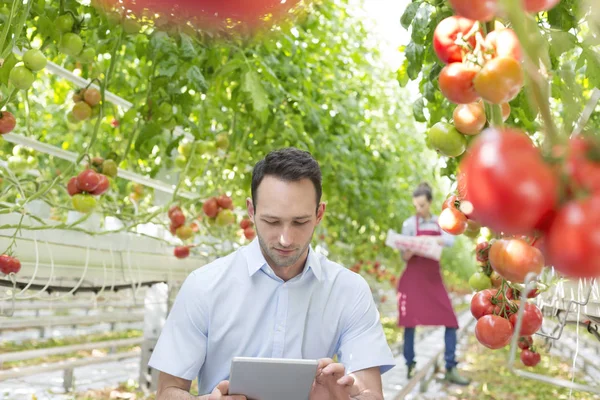 Supervisor Con Tableta Digital Examinando Tomates Contra Agricultor Invernadero — Foto de Stock