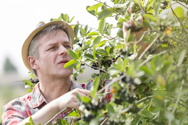 Érett Farmer Kalapban Picking Bogyók Farm — Stock Fotó